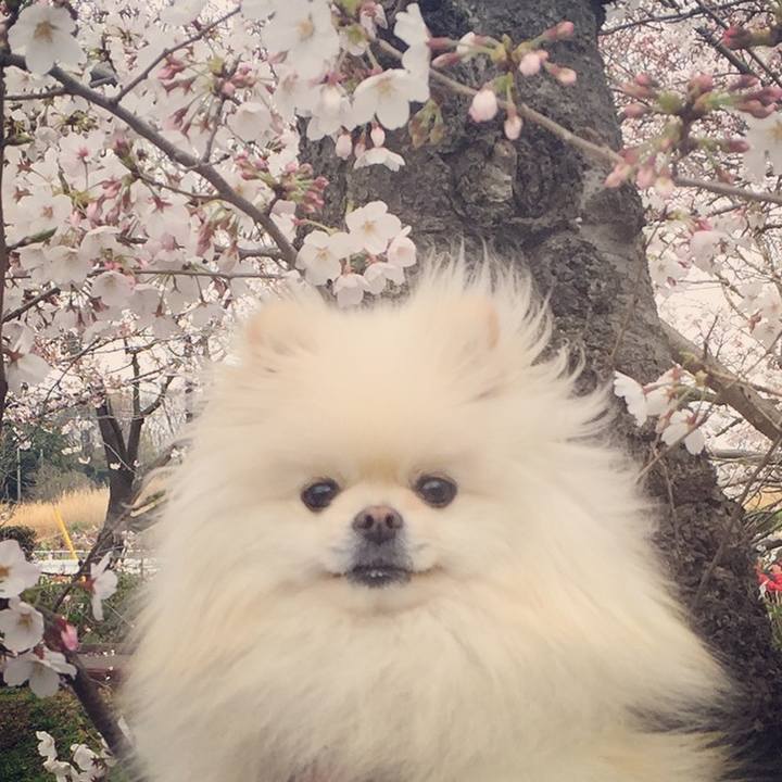 70035fe8 2567 462d aa68 a8c6c3242224 1554590727283