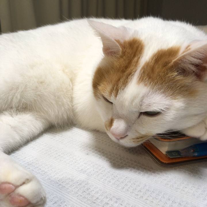 70037420 9a33 4674 a3cc 8b53aaef77c5 1517925694678