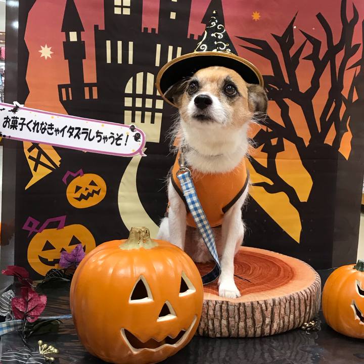 7004722f 971c 4c1b a8b6 627d159dc213 1539415391181