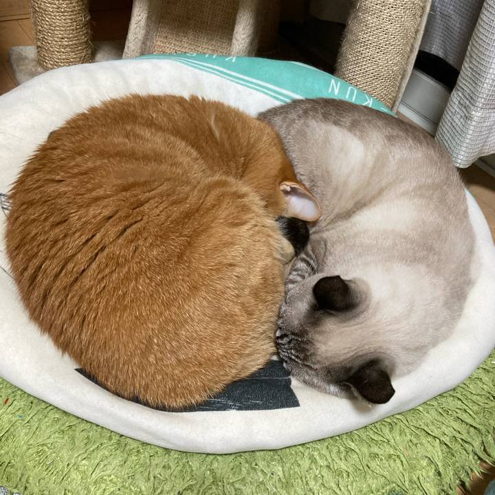 70057387 2600 475a 9490 d7330da74219 1766622294447