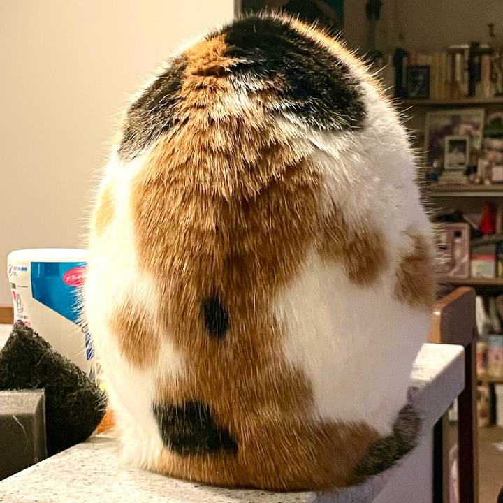 700658b6 0ed9 4395 ba29 168046774c2e 1738590243399