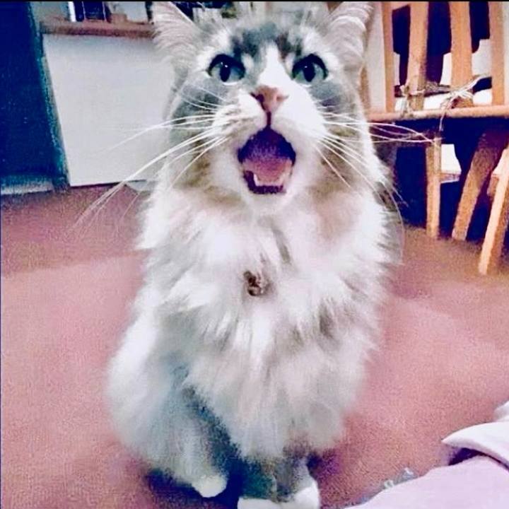 70066236 6530 457e 97c0 c0e09fd3d857 1755703890771