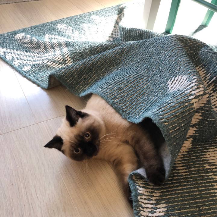 7009c7ef e627 42a9 a825 9242e39c85ea 1592702351785