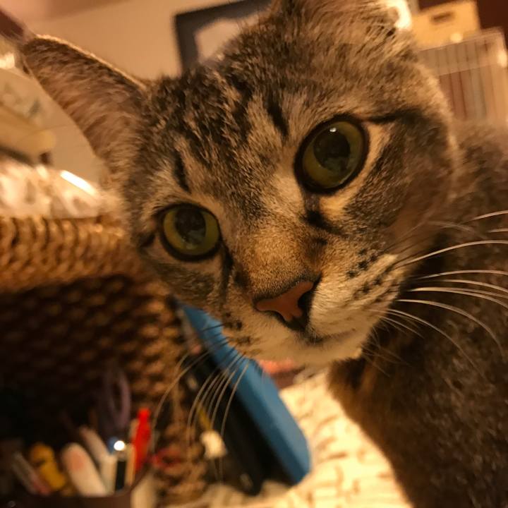 700c171c 2c1a 4600 9cbb ec7e72af0899 1519904341751