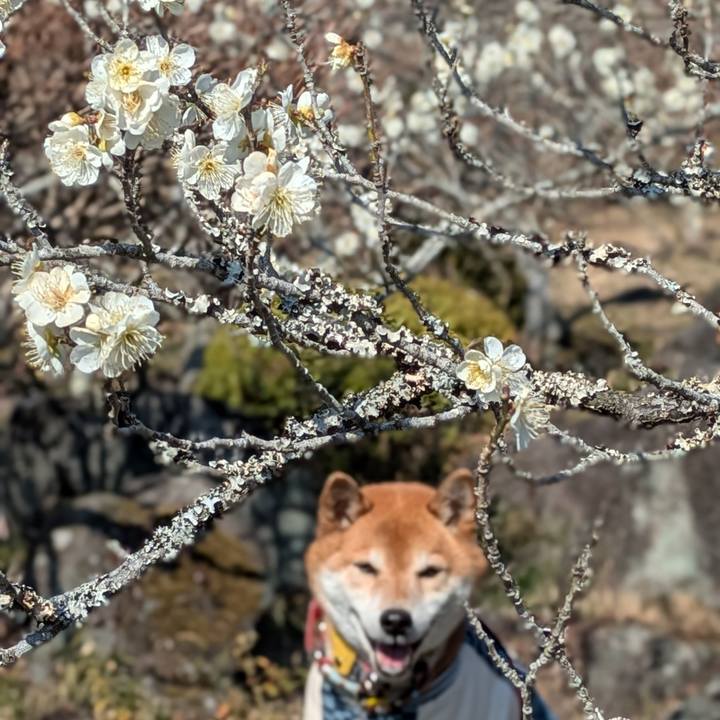 7013d4a3 bfce 4e3f a4ba 2b54bf5811c5 1740659356096