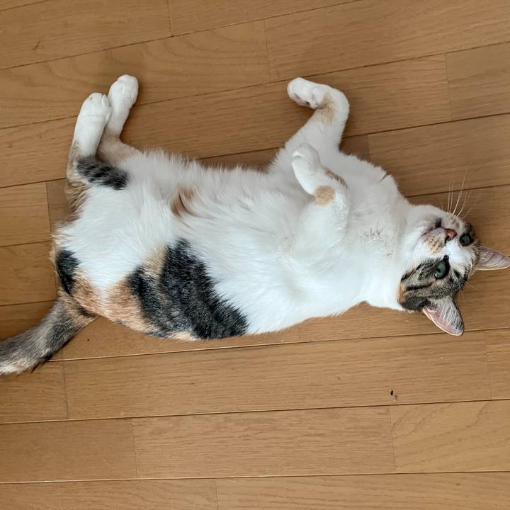 701acf66 1fc2 433d a068 1c2b43d51fd0 1767955582947