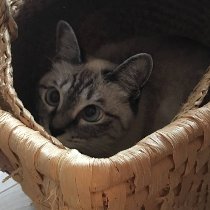 701ca8cb cd92 46de 8cf4 18f037df9339 1561942548466