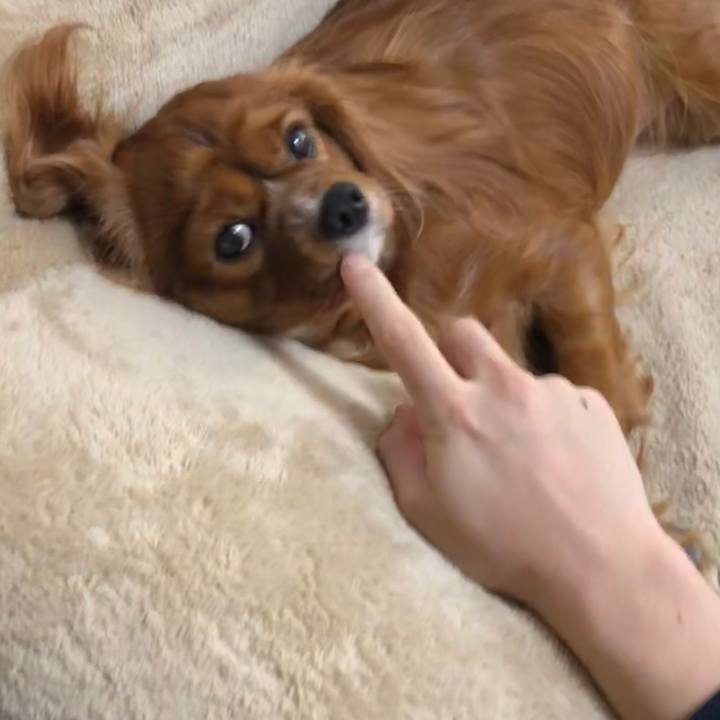 701d1042 13b6 4e7b a4e0 f17810165202 1576881974527