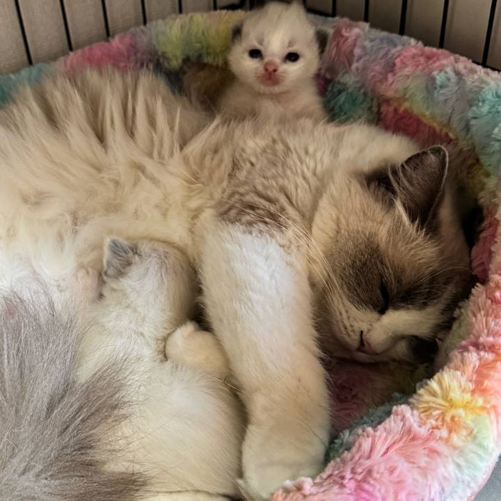 701e1e58 7cb2 4b14 84c5 f464a9291e79 1763339709258