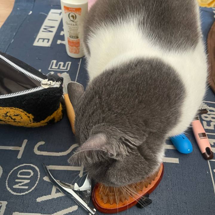 701e668f 8c77 42da a183 8ea4f511e7b6 1742694959400