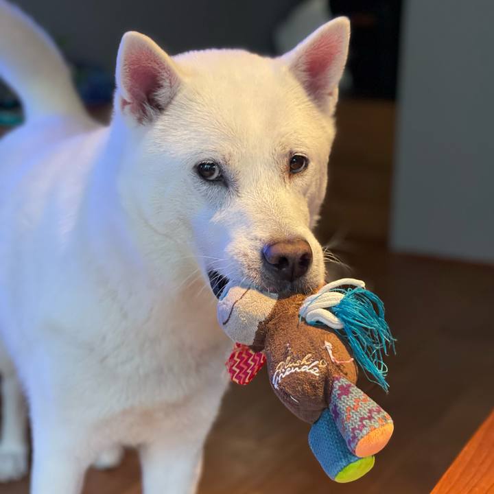 701f5c68 f2ec 450d a500 c37a05146f8c 1702597077402