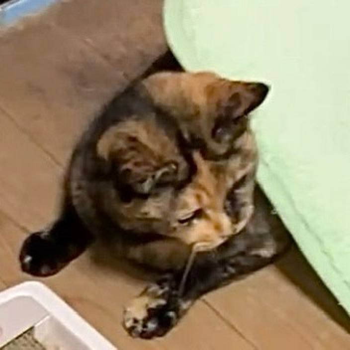 70214e3d 6a7c 4cef b8df 07e78f98234f 1730318871306