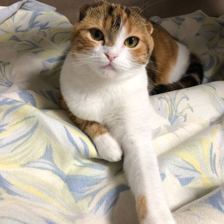 7026390f e098 43b5 ad4d b66907c65bba 1523091139688