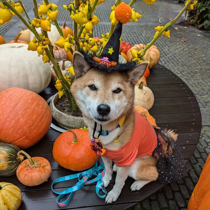 70270870 456c 4a60 8c02 3c7086fbe9c9 1728041626443