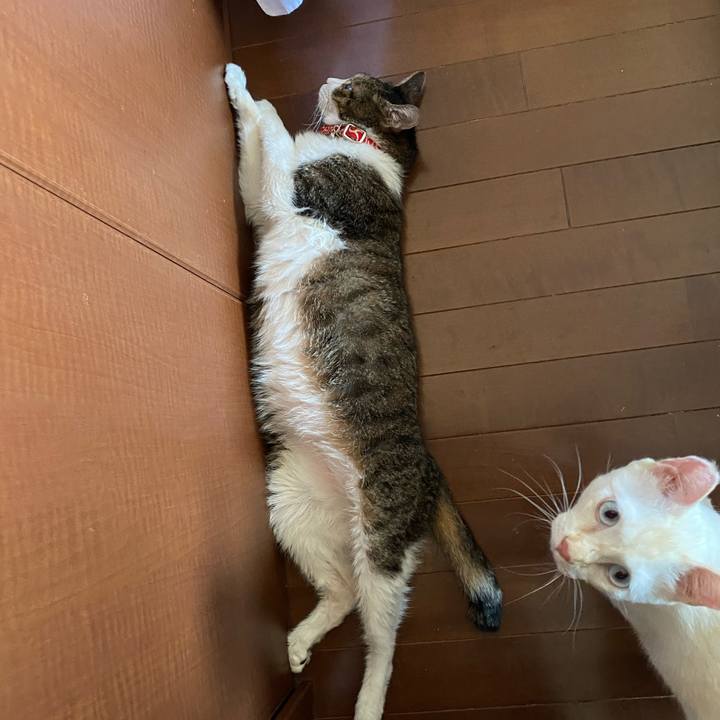 7028b58e fabe 4ae0 b4d3 7b2b5b61f10b 1598310167248