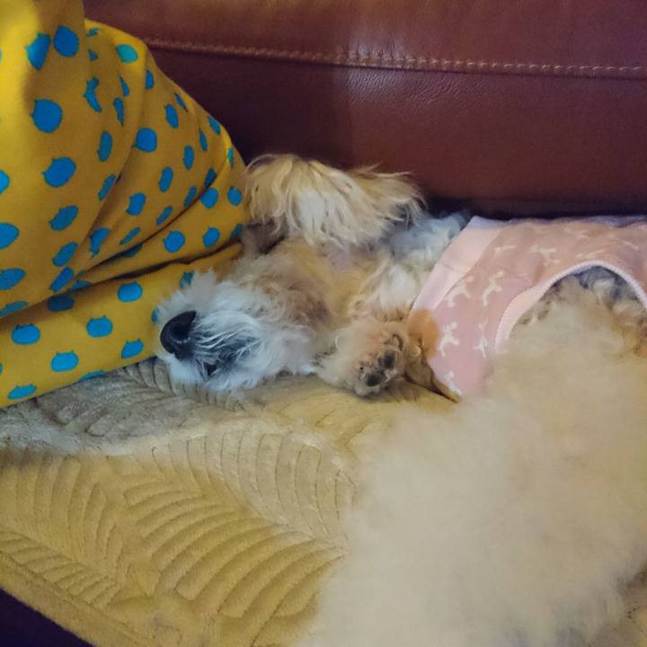 702a8e00 75df 4b1c 9ad8 848d38688779 1549613492811