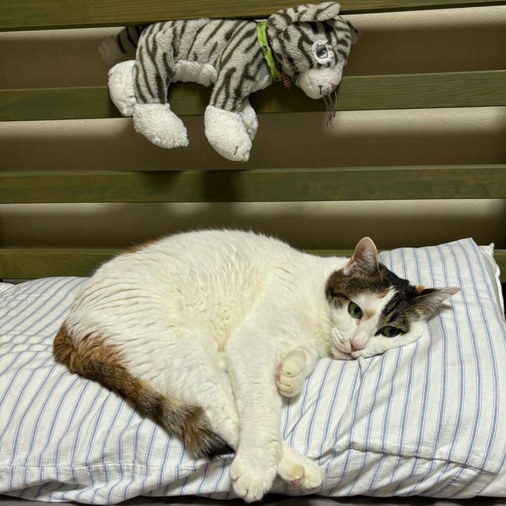 703394b2 b845 4dcb a06f 6777450ec5dc 1746453326588