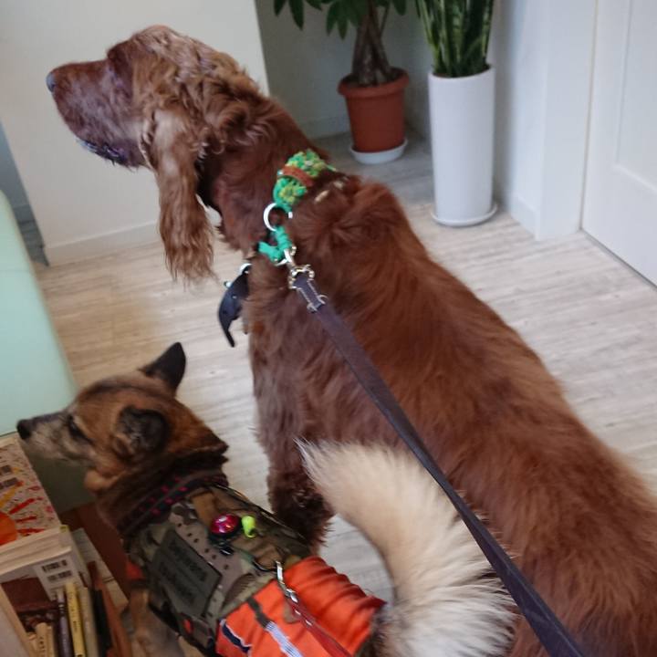 7033afbf 8934 4327 938f 9cb6fab63c30 1561974783872