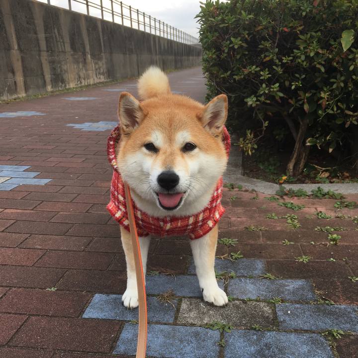 7033f556 261e 4832 983e 688c311e6386 1543730643792