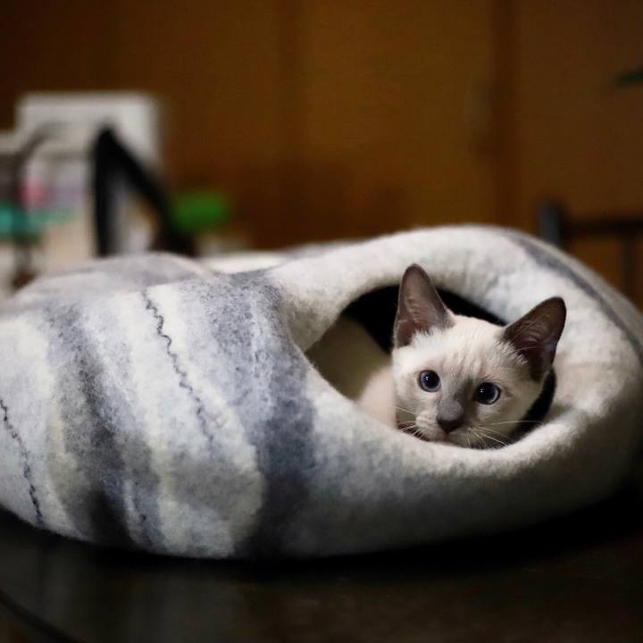 7034587a 2917 41dd 9e0b c1f0e58f9818 1572913710568