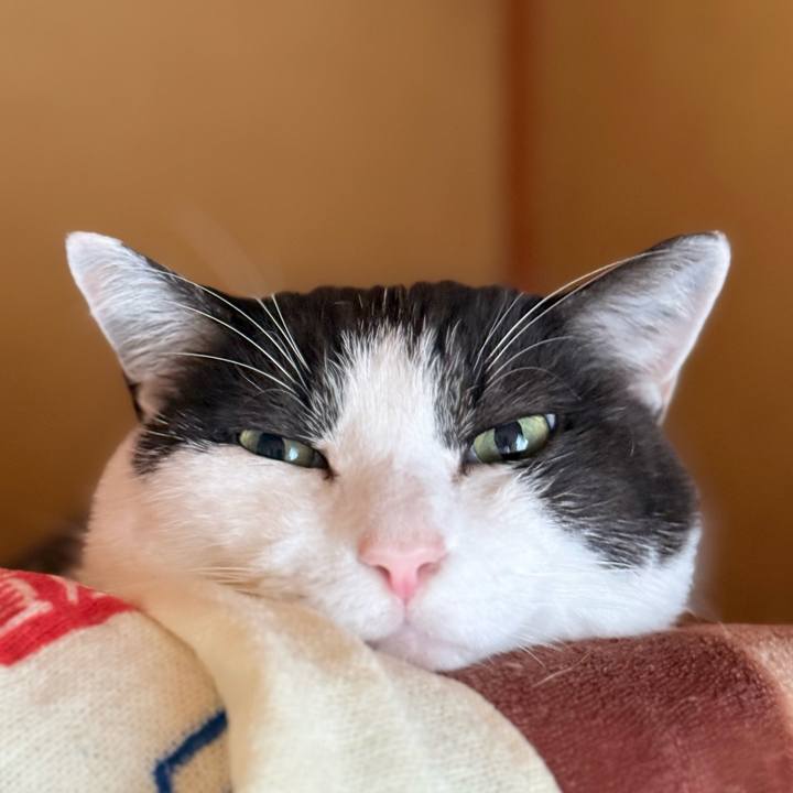 7034c694 e61c 410d bf3e b795fb16c11c 1744681540982