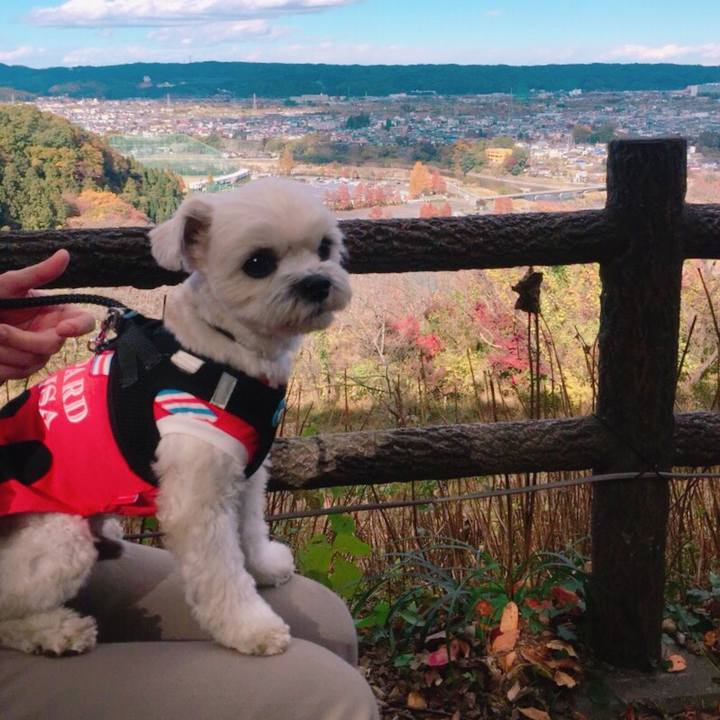 7036cebd ce1a 4409 b9cd ae251700b4ab 1511178229966