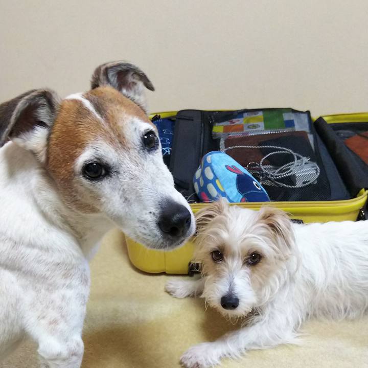 703744c7 47d8 46f7 a5d0 e1847375acec 1525185693514