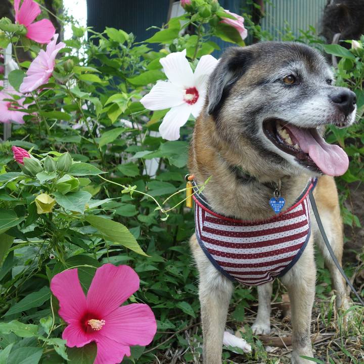 703a9d2d 726f 417d 91fc 24545f2e9a96 1531618338633