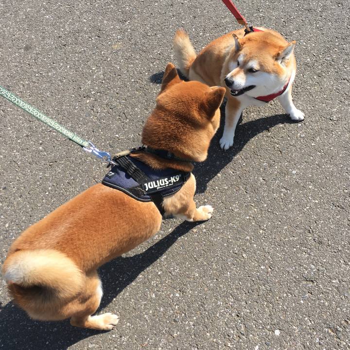 703b5a34 29a1 46bb 9c12 ca43b221fe5b 1616549328786