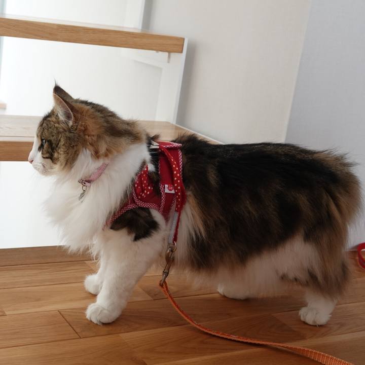 703b8ea2 bed6 4598 b063 b054dcc4f02d 1559708323467