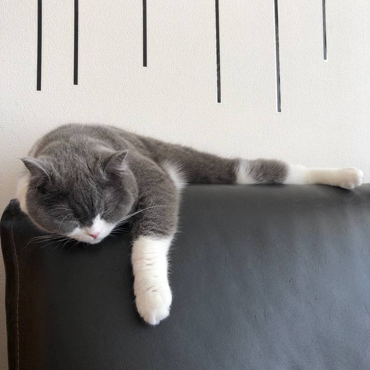 703be28a 66c3 4854 9811 a08086ee4b20 1526103177640