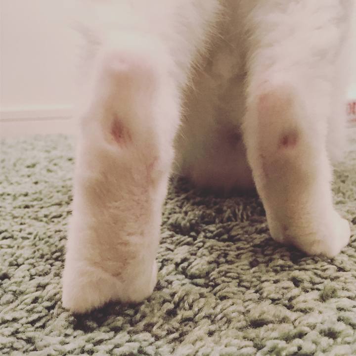 703c0ffa 90af 4cc0 901e db31052dbead 1535514287097