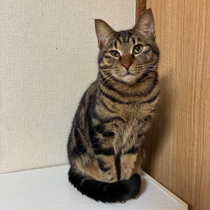 703ce8b6 e8b6 4a76 b6b8 6e0f2c690dfe 1768744844336