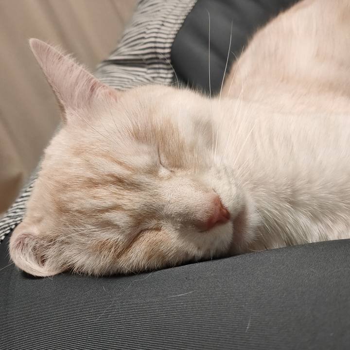 703e5e4c 4078 4f3a 95a7 25cf4f0eec4c 1678973150787