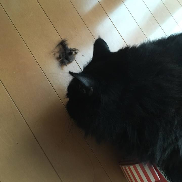 704288a2 3d4b 43d0 a643 3ff593fddeab 1541735411081