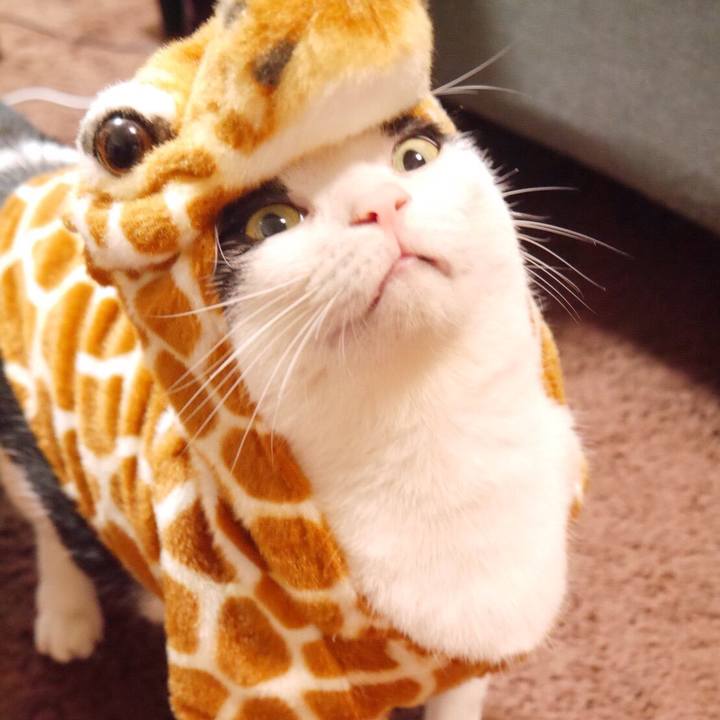 70473cf7 ef6c 4fe5 9447 7f639b8a5c8c 1517188351592