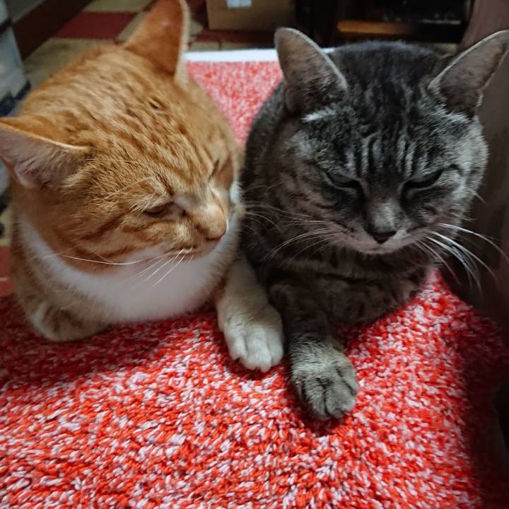 704743d0 e598 4f2c ad4a 01db78f25e0f 1550750690703