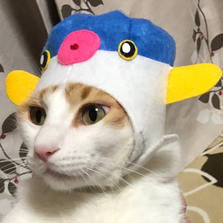 70493147 adc3 4033 b39f 4b698d0f4c67 1544353610986