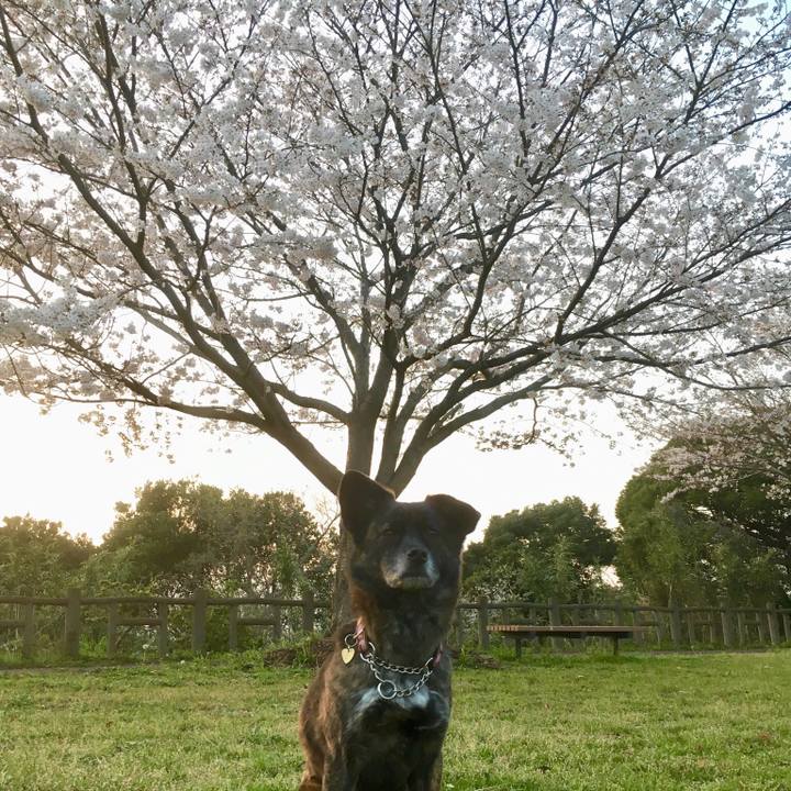 705071f6 e1ae 44f3 a7e0 63496bad9252 1521805358691