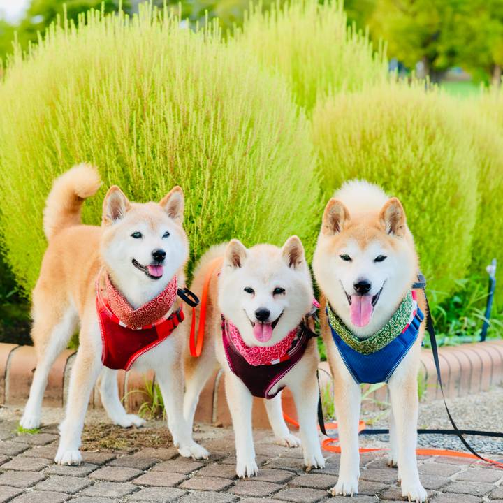 705172a9 62d5 41e3 82ec 68a656f252be 1757949174593