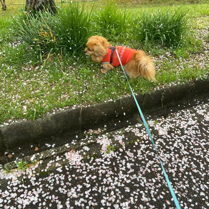 7051b364 0e2b 47ca ab1c 93e94e9d0e30 1617572233999