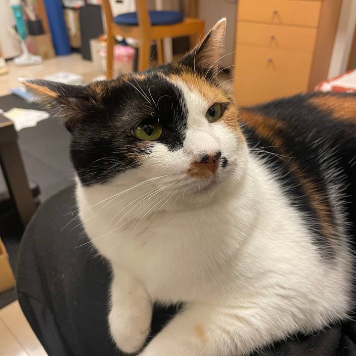 7054cffa b2ae 41da 9163 eb513c0f6d13 1735721383147