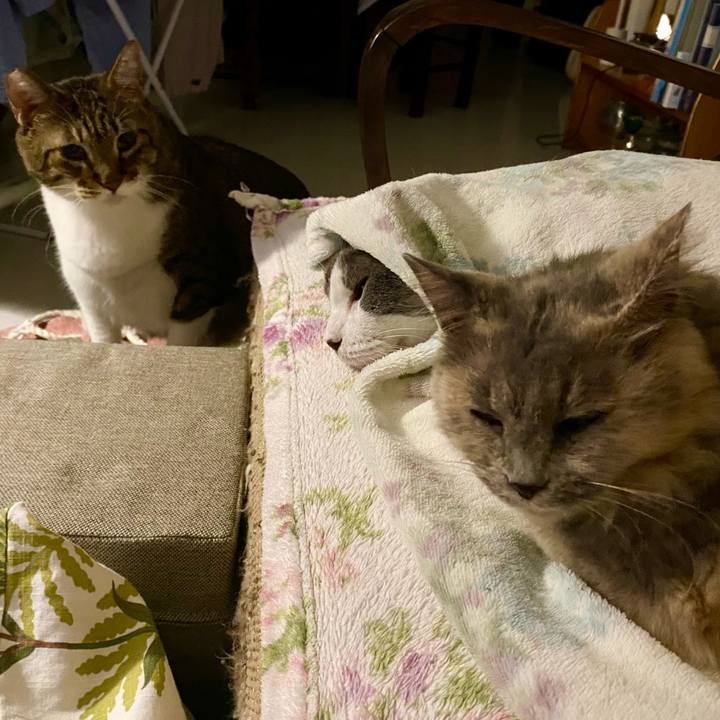 705596e3 e0d6 48cb b82e ea1a1af807de 1758461238333