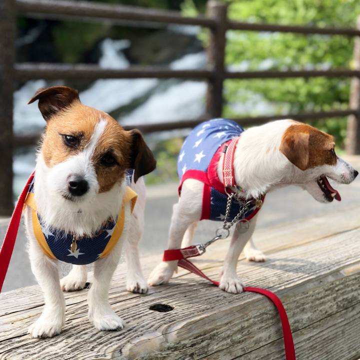 7055dff8 6c1b 4f5e 9be5 f8359a388d3b 1535023974550