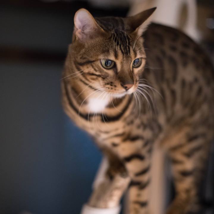 7056e70c 2f19 4829 9a4d c293c6e2bd1a 1518019463399