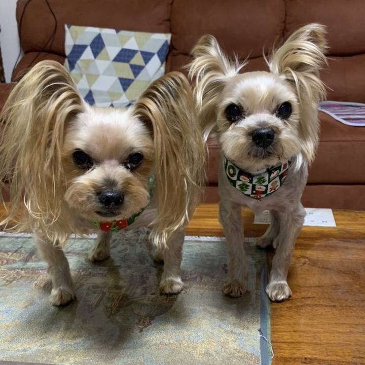 70580675 e7f3 4e1c 8065 226b516df780 1765881222203