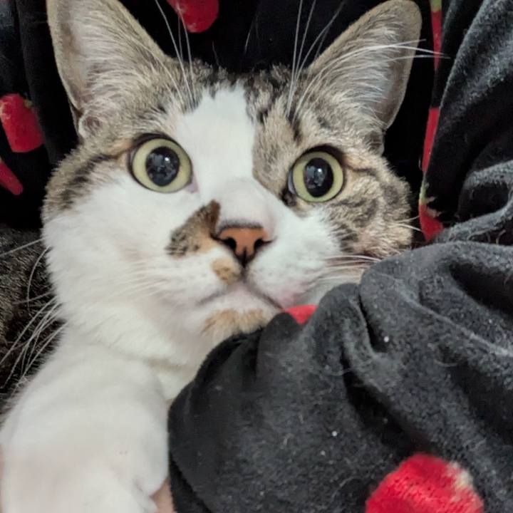 705a435d 9889 45fe 8ee2 44bc8fa86c17 1770982590348