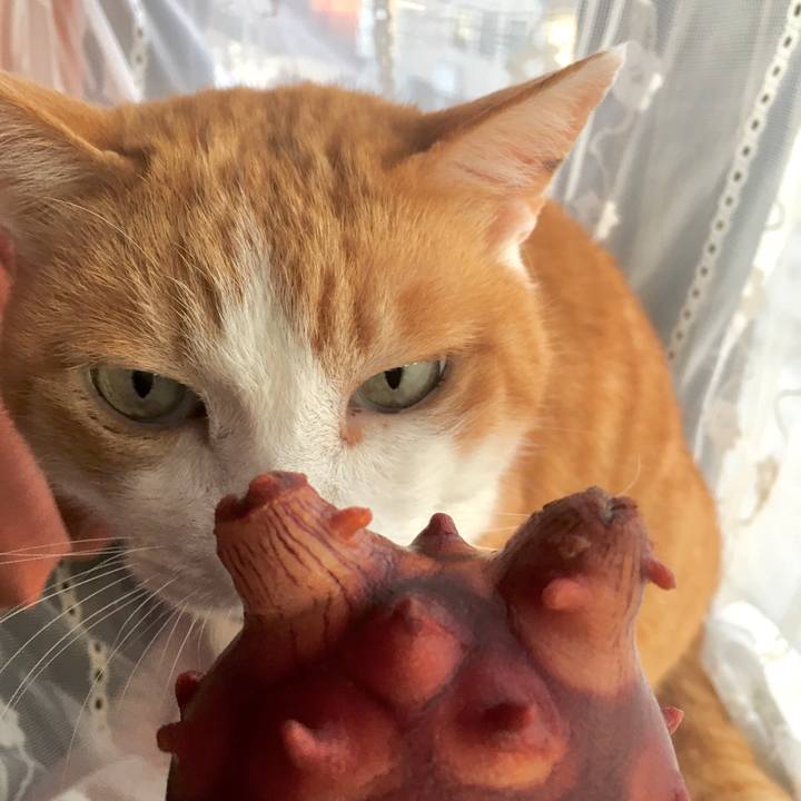 705afe17 0bf9 4fbb 819c 297efdcea17d 1585628019452