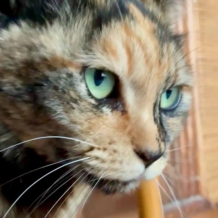 70631c21 448d 4f11 b826 d162d9e6e207 1773300706109