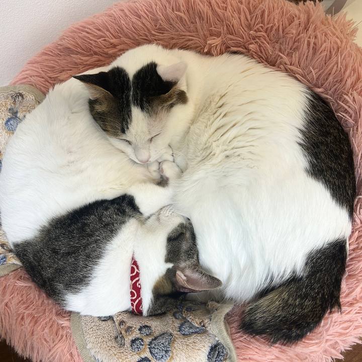 706649c9 7737 43e8 87e0 d7c97d3b241c 1766283544434